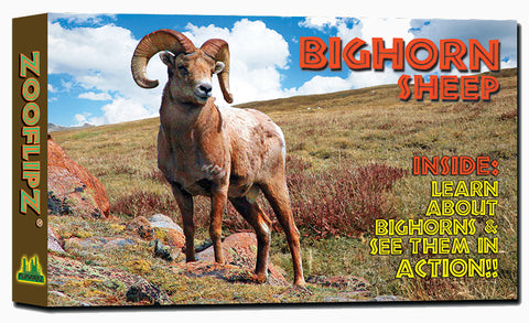 Bighorn Sheep Flipbook front cover 