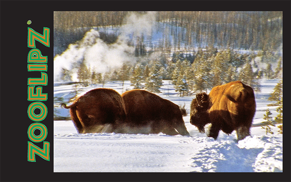 Bison in action in the snow flipbook page