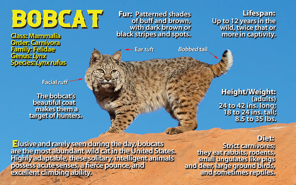 Bobcat Wildcat fun facts