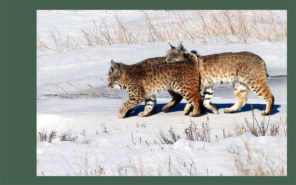 Two bobcats walking in the snow