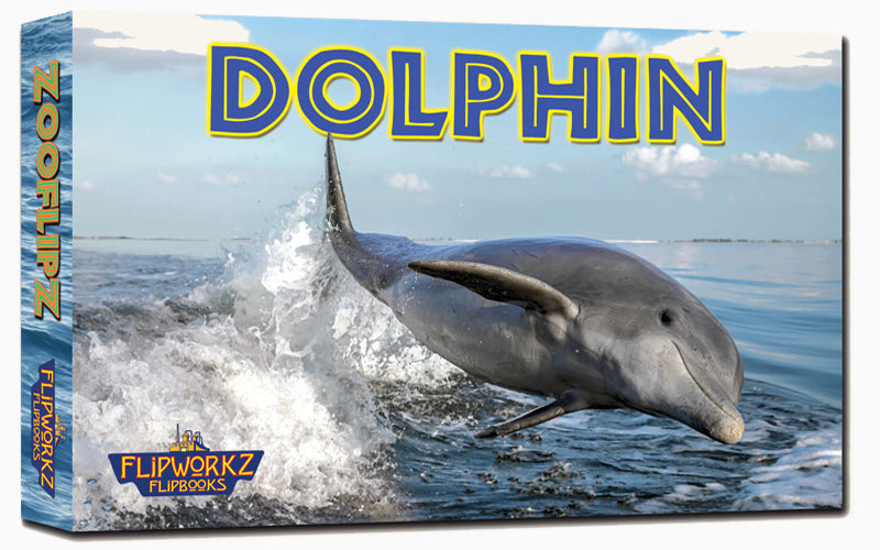 Dolphin action photo