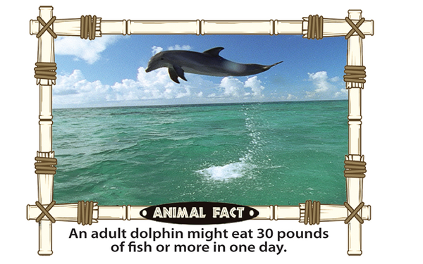 Dolphin action photo and fun fact