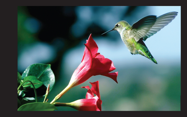 Hummingbird in action with flower