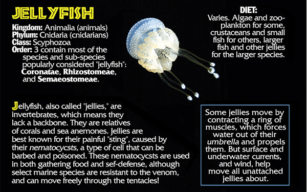 Jellyfish fun facts