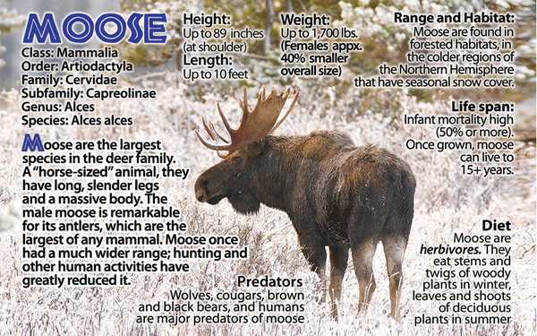 Moose photo and fun facts