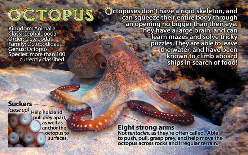 Octopus Educational Wildlife Flipbook – Flipworkz Flipshop