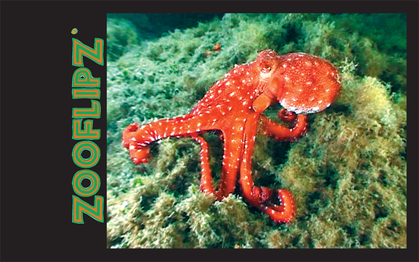 Red octopus underwater in the ocean