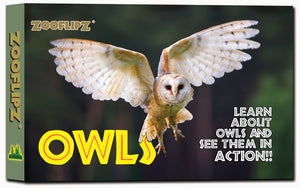Owl in flight photo