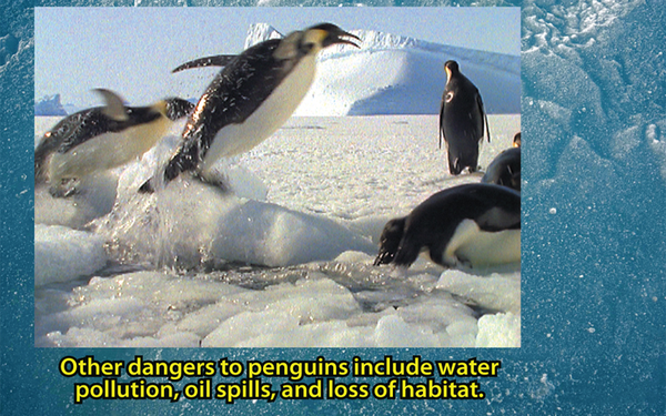 Penguin action photo and fun fact