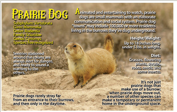prairie dog photo and fun facts
