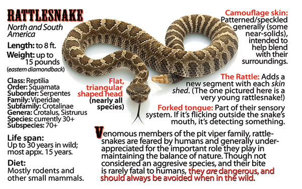 Rattlesnake photo and fun facts