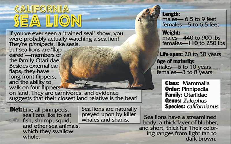 Sea Lion Educational Wildlife Flipbook – Flipworkz Flipshop