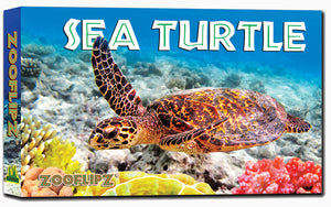 Sea Turtle swimming colorful