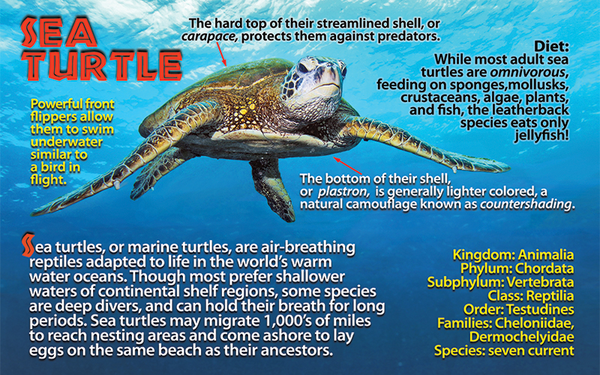 Sea turtle photo and fun facts