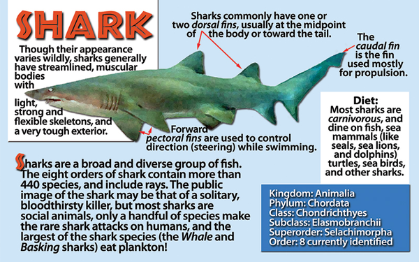 Shark photo and fun facts