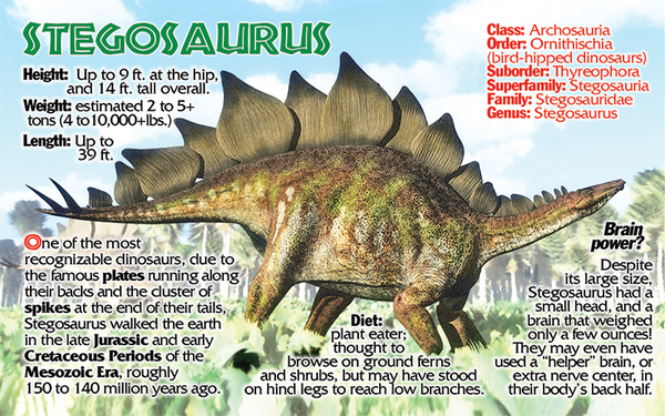 Stegosaurus dinosaur fun facts