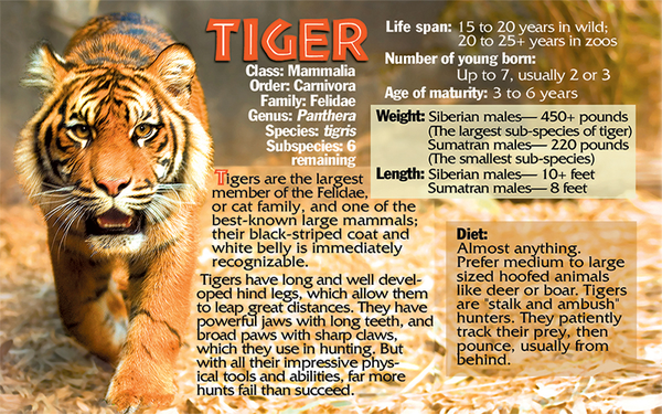 Tiger facing camera and fun facts