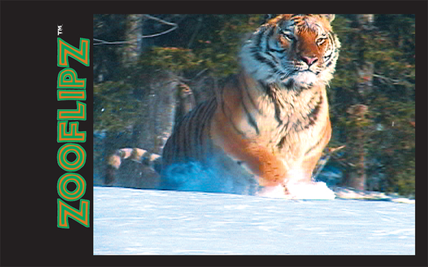 Tiger running in snow photo