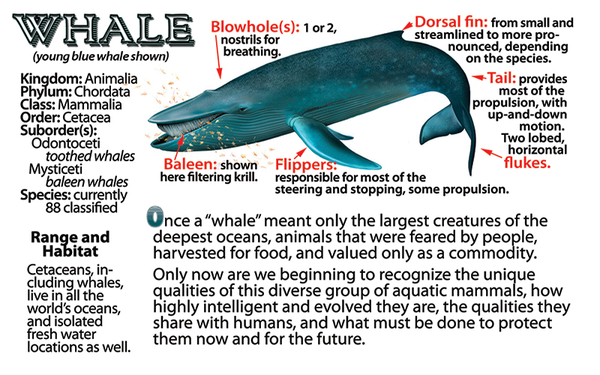 Whale fun facts