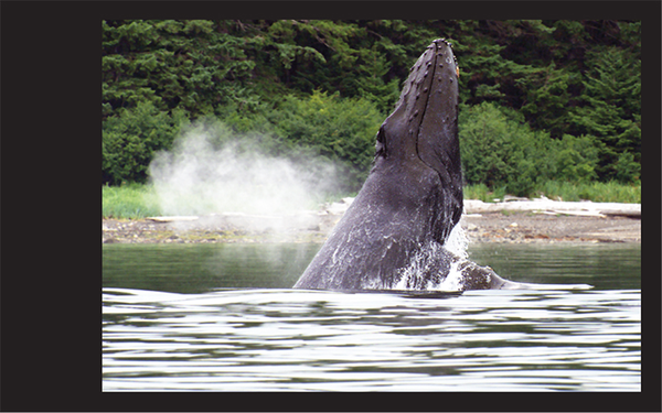 Whale action photo