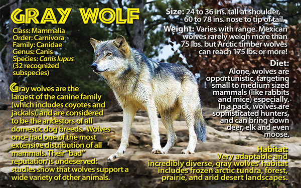 Wolf photo and fun facts