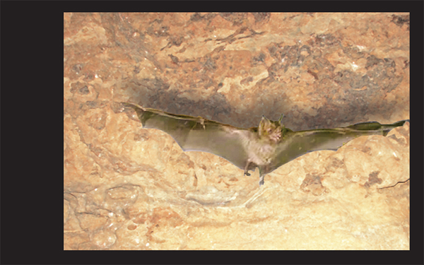 Photo of bat flying in a cave