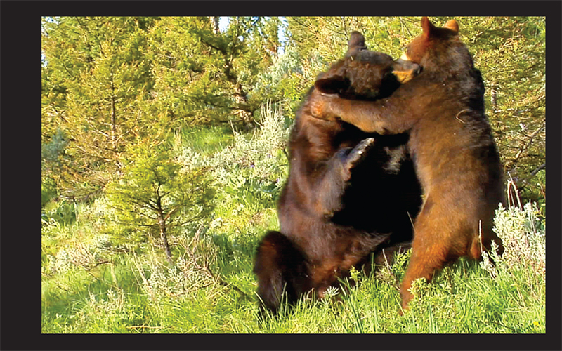 kickbookbearページ Customer Reviews: Kicker 08ZX300.1 Mono subwoofer amplifier 300