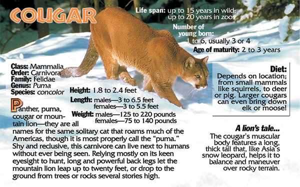 Mountain Lion photo and fun facts