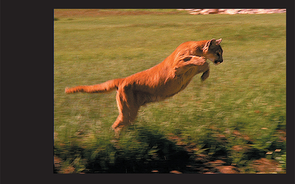 Mountain Lion leaping