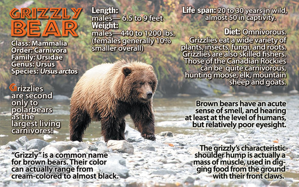 Grizzly Bear fun facts
