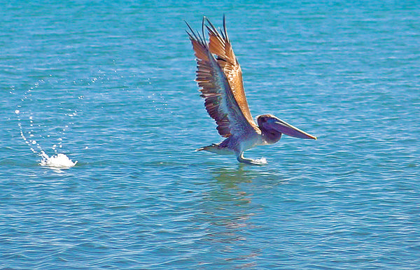 Pelican Educational Wildlife Flipbook
